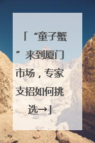 “童子蟹”来到厦门市场，专家支招如何挑选→