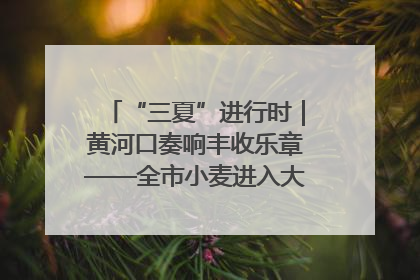 “三夏”进行时｜黄河口奏响丰收乐章——全市小麦进入大面积收获高峰期