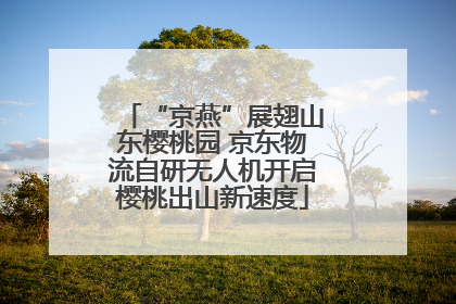“京燕”展翅山东樱桃园 京东物流自研无人机开启樱桃出山新速度