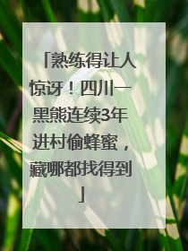 熟练得让人惊讶！四川一黑熊连续3年进村偷蜂蜜，藏哪都找得到