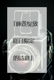 睡莲绽放 夏日限定的诗意