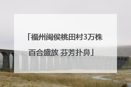 福州闽侯桃田村3万株百合盛放 芬芳扑鼻
