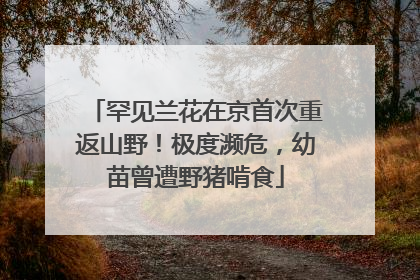罕见兰花在京首次重返山野！极度濒危，幼苗曾遭野猪啃食