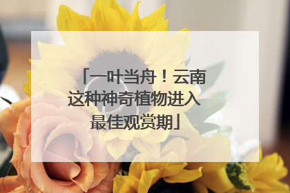 一叶当舟！云南这种神奇植物进入最佳观赏期