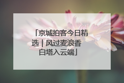京城拍客今日精选｜风过麦浪香 白塔入云端