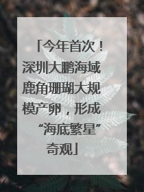 今年首次！深圳大鹏海域鹿角珊瑚大规模产卵，形成“海底繁星”奇观