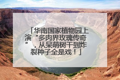 华南国家植物园上演“多肉界玫瑰传奇”，从呆萌树干到炸裂种子全是戏！