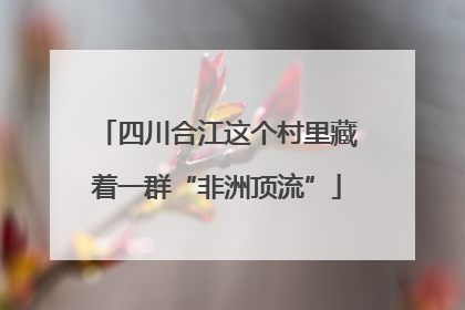 四川合江这个村里藏着一群“非洲顶流”