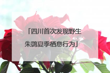 四川首次发现野生朱鹮夏季栖息行为