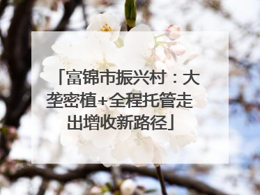 富锦市振兴村：大垄密植+全程托管走出增收新路径