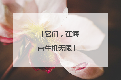 它们，在海南生机无限
