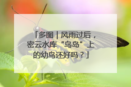 多图｜风雨过后，密云水库“鸟岛”上的幼鸟还好吗？