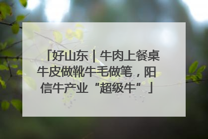 好山东｜牛肉上餐桌牛皮做靴牛毛做笔，阳信牛产业“超级牛”