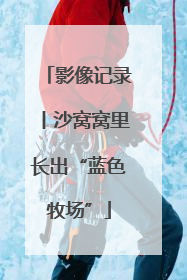 影像记录丨沙窝窝里长出“蓝色牧场”