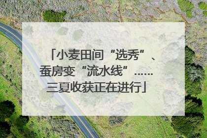 小麦田间“选秀”、蚕房变“流水线”……三夏收获正在进行