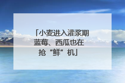 小麦进入灌浆期 蓝莓、西瓜也在抢“鲜”机