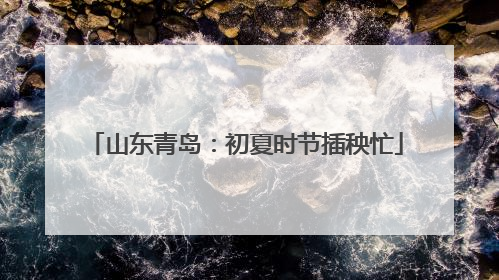 山东青岛：初夏时节插秧忙