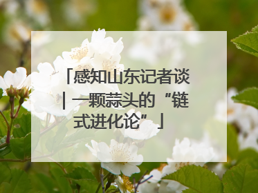 感知山东记者谈｜一颗蒜头的“链式进化论”