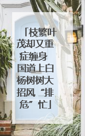 枝繁叶茂却又重症缠身 国道上白杨树树大招风“排危”忙
