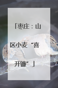 枣庄：山区小麦“喜开镰”
