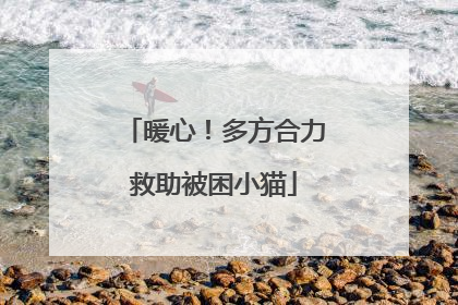暖心！多方合力救助被困小猫