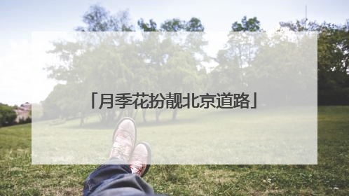 月季花扮靓北京道路