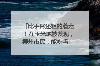 比手臂还粗的蘑菇！在玉米地被发现，柳州市民：能吃吗