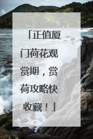 正值厦门荷花观赏期，赏荷攻略快收藏！