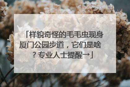 样貌奇怪的毛毛虫现身厦门公园步道，它们是啥？专业人士提醒→