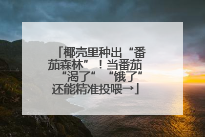 椰壳里种出“番茄森林”！当番茄“渴了”“饿了”还能精准投喂→