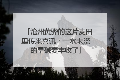沧州黄骅的这片麦田里传来喜讯：一水未浇的旱碱麦丰收了