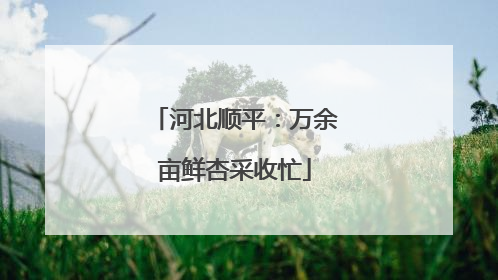 河北顺平：万余亩鲜杏采收忙