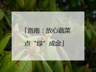 洛南：放心蔬菜点“绿”成金