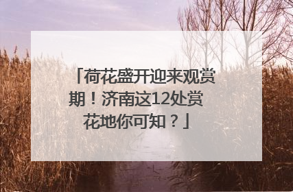 荷花盛开迎来观赏期！济南这12处赏花地你可知？