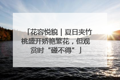 花容悦貌｜夏日夹竹桃盛开娇艳繁花，但观赏时“碰不得”