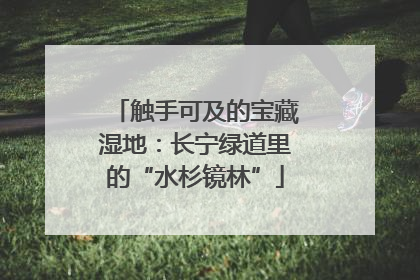 触手可及的宝藏湿地：长宁绿道里的“水杉镜林”
