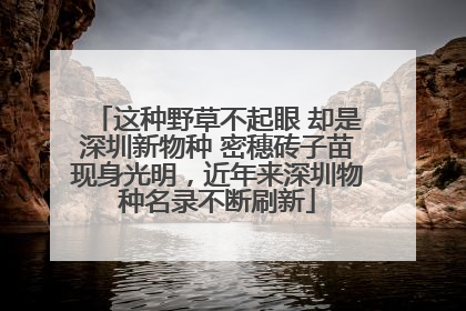 这种野草不起眼 却是深圳新物种 密穗砖子苗现身光明，近年来深圳物种名录不断刷新