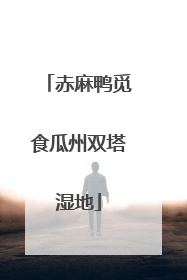 赤麻鸭觅食瓜州双塔湿地