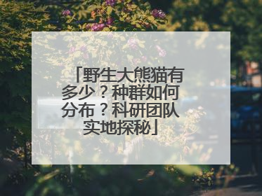 野生大熊猫有多少？种群如何分布？科研团队实地探秘