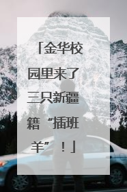 金华校园里来了三只新疆籍“插班羊”！