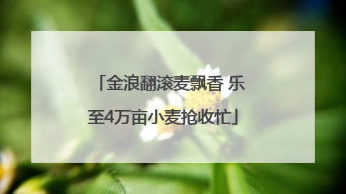 金浪翻滚麦飘香 乐至4万亩小麦抢收忙