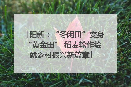 阳新：“冬闲田”变身“黄金田” 稻麦轮作绘就乡村振兴新篇章