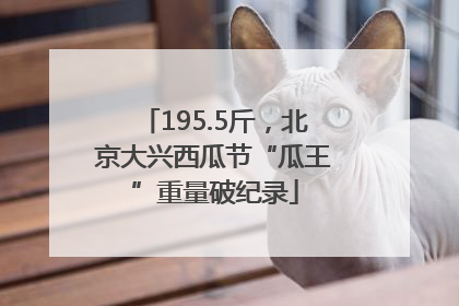 195.5斤，北京大兴西瓜节“瓜王”重量破纪录